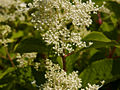 Hydrangea paniculata Kyushu IMG_4615 Hortensja bukietowa